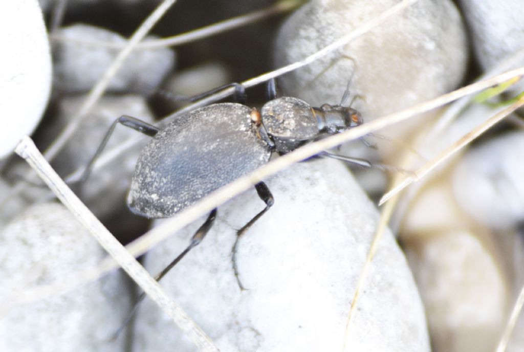 Cychrus caraboides (Carabidae)